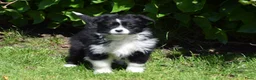 Australian Shepherd honden te koop: Knappe Miniature American Shepherd (MAS) pups - Advertentie 16