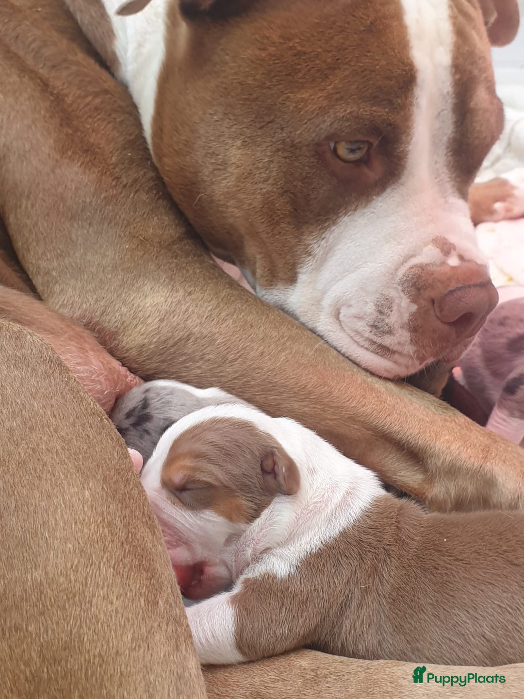 Amerikaanse Bully honden te koop: American bully xl pups  - Afbeelding 4