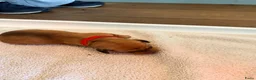Dwergteckel honden te koop: 5 silky wire dwergteckelpups - Advertentie 6
