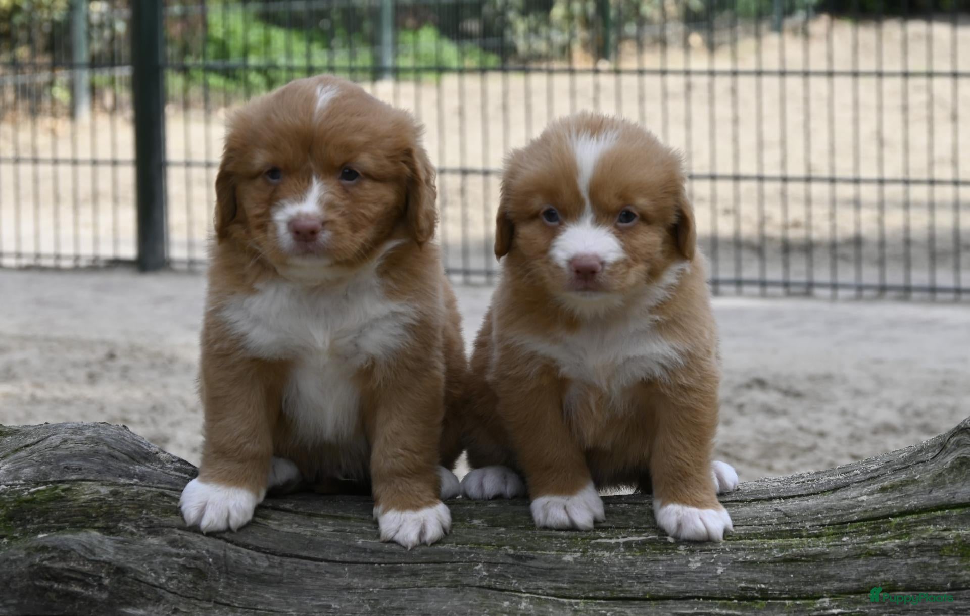 Nova Scotia Duck Tolling Retriever honden Nova Scotia Duck Tolling Retriever pups # Toller - Advertentie 1
