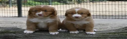 Nova Scotia Duck Tolling Retriever honden te koop: Nova Scotia Duck Tolling Retriever pups # Toller - Advertentie 1