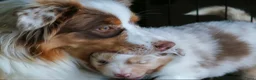 Australian Shepherd honden te koop: Australische herder pups huiselijk opgevoed  - Advertentie 17