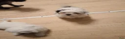 Malshi honden te koop: Ons Eerste nestje Maltezer x Shitzu  - Advertentie 10