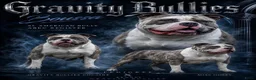 Amerikaanse Bully honden ter dekking: American Bully XL dekreu  - Advertentie 17