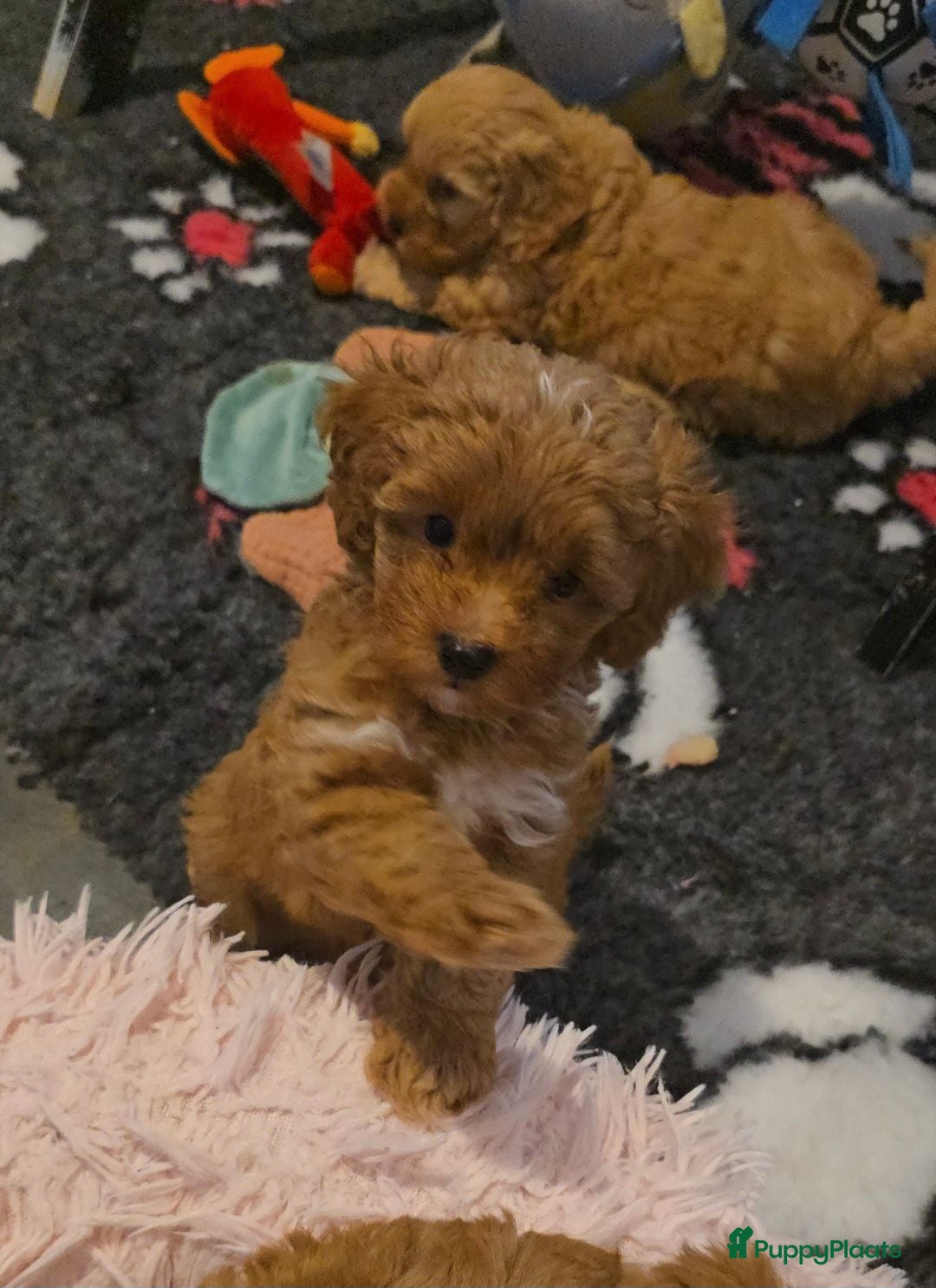 Maltipoo honden Mooie Maltipoo Pups puppies ( toy poedel ) - Advertentie 1