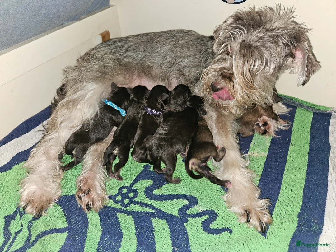 Dwergschnauzer honden te koop: Dwergschnauzers in liver/tan - Advertentie 1