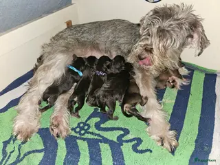 Dwergschnauzer honden Dwergschnauzers in liver/tan - Advertentie 1