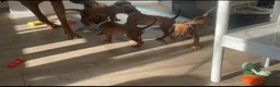 Rhodesian Ridgeback honden te koop: Pups met stamboom Rhodesian Ridgeback  - Advertentie 9