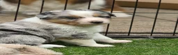 Australian Shepherd honden te koop: Prachtige Australian Shepherd puppy's geboren! - Advertentie 1