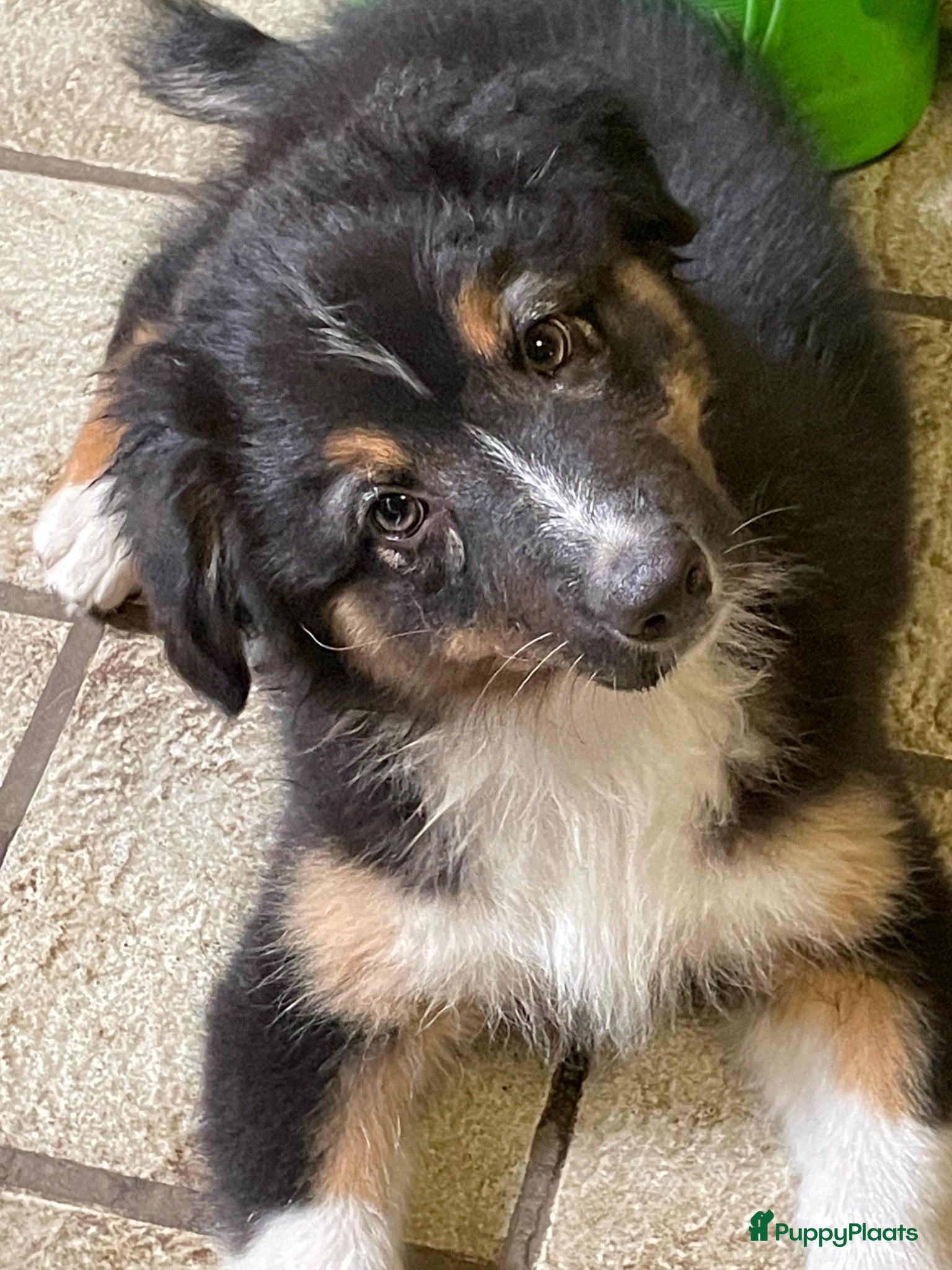 Australian Shepherd honden Australische herder teefje black tri - Advertentie 4