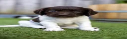 Kruising honden te koop: Geweldig nestje Heidewachtel x Friese stabij pups - Advertentie 7