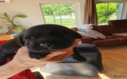 Labrador Retriever honden te koop: 3 zwarte  labrador pups reutjes  in Weert - Afbeelding 8