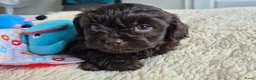 Kruising honden te koop: Lieve mini boompoo  - Advertentie 9