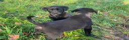 Kruising honden te koop: Kruising boxer retriever pup teefje - Advertentie 6