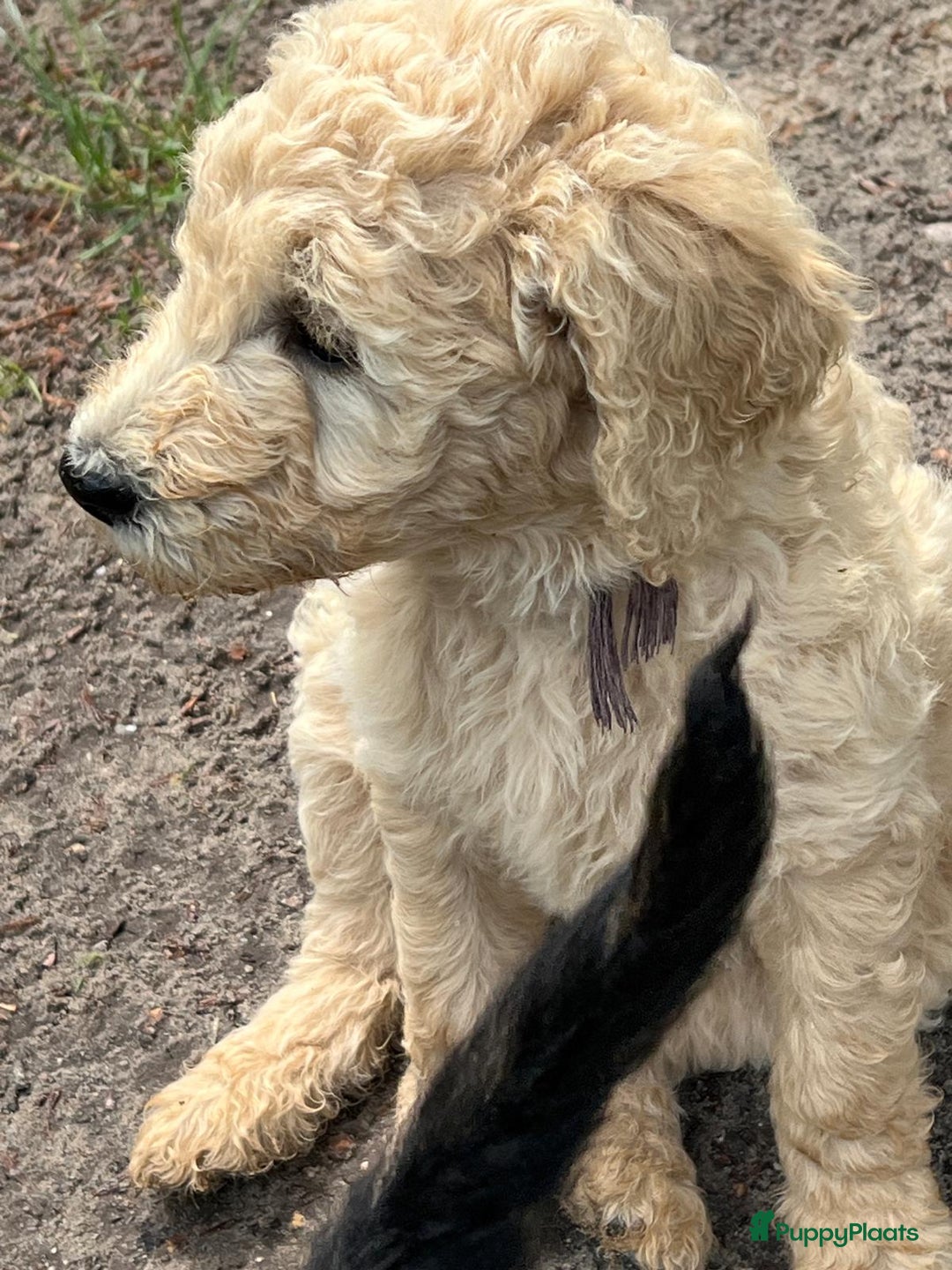Labradoodle honden te koop: Labradoodle F4 pups te koop! 🐶 in Balkbrug - Afbeelding 9