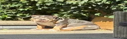 Amerikaanse Bully honden te koop: American Bully pocket pups verwacht  - Advertentie 11