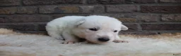 Zwitserse Witte Herdershond honden te koop: Zwitserse witte herder pups - Advertentie 3