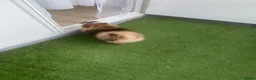 Pomeriaan honden te koop: Sticht in Venlo - Advertentie 2