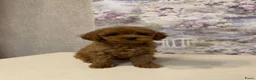 Poedel Toy honden te koop: Toy Poedels  - Advertentie 2