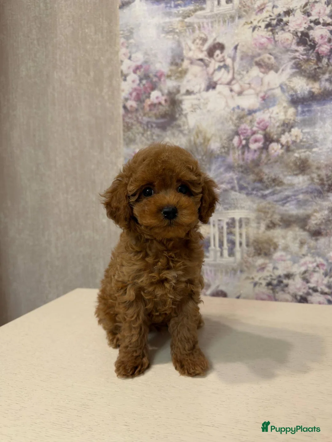 Poedel Toy honden te koop: Toy Poedels  - Advertentie 2