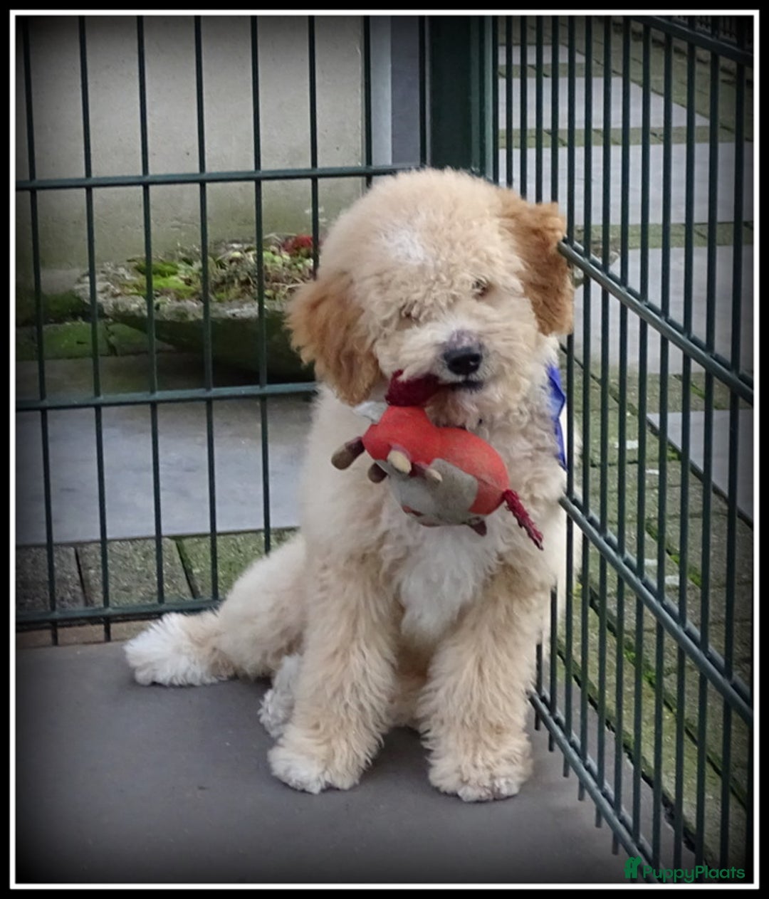 Labradoodle honden te koop: Labradoodle pup reutje Volledig geent. - Advertentie 5