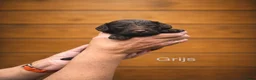 Labradoodle honden te koop: Labradoodle pups  - Advertentie 4