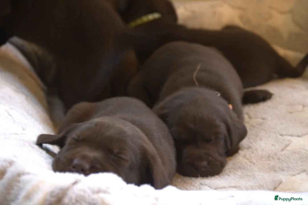 Labrador Retriever honden te koop: Prachtige chocoladebruine Labrador pups - Advertentie 19