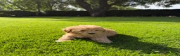 Maltipoo honden te koop: Maltipoo (Maltezer x Toy Poedel) pups - Advertentie 15