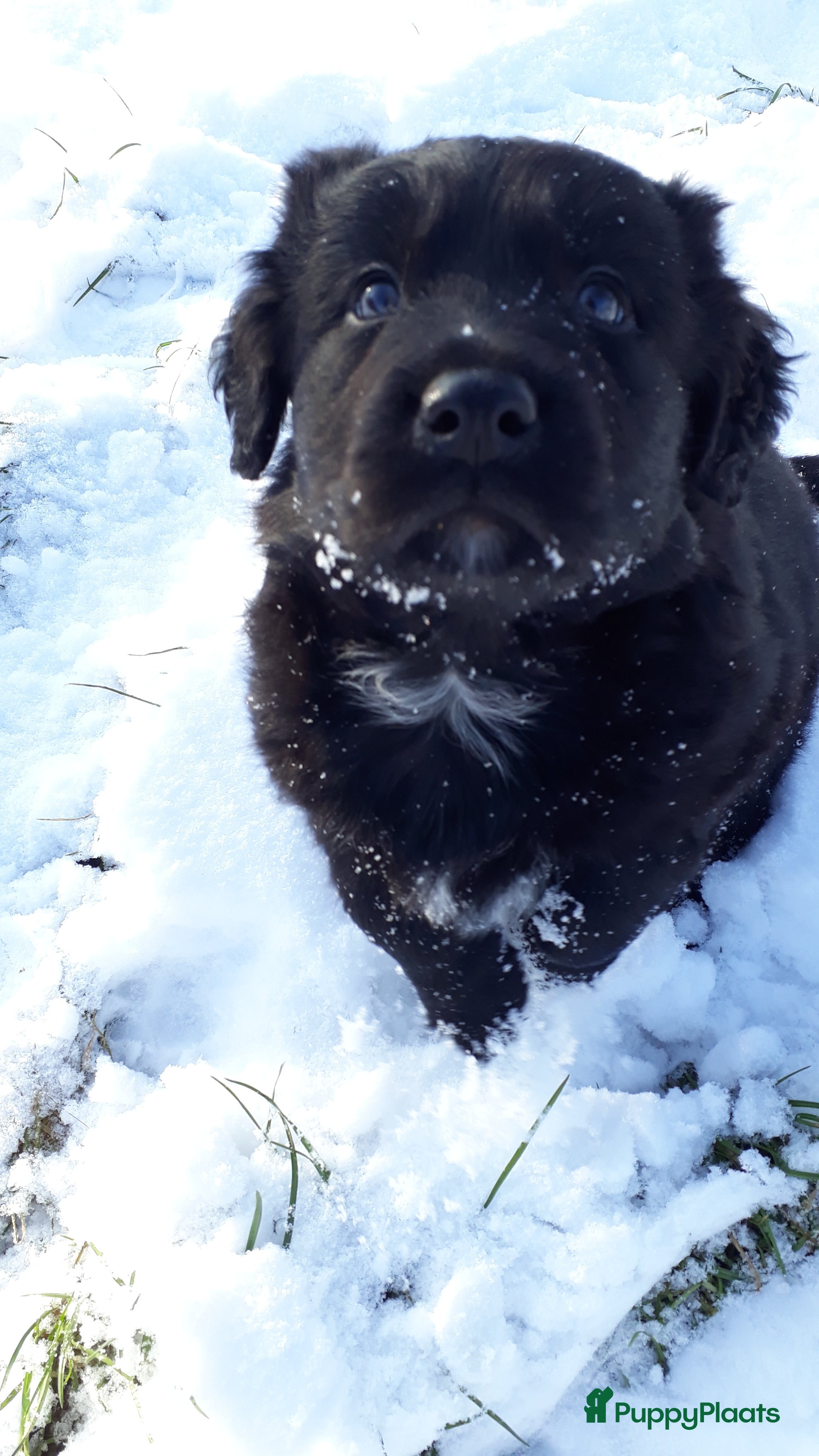 Kruising honden Onwijs leuke en lieve kruising pups - Advertentie 2