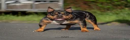 Amerikaanse Bully honden te koop: American Bully pocket pups verwacht geteste ouders - Advertentie 8