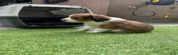 Kooikerhondje honden te koop: Kooiker pups Kooikerhondje  - Advertentie 8