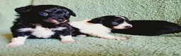 Kruising honden te koop: 3 teefjes Toy Multipoo - Advertentie 10