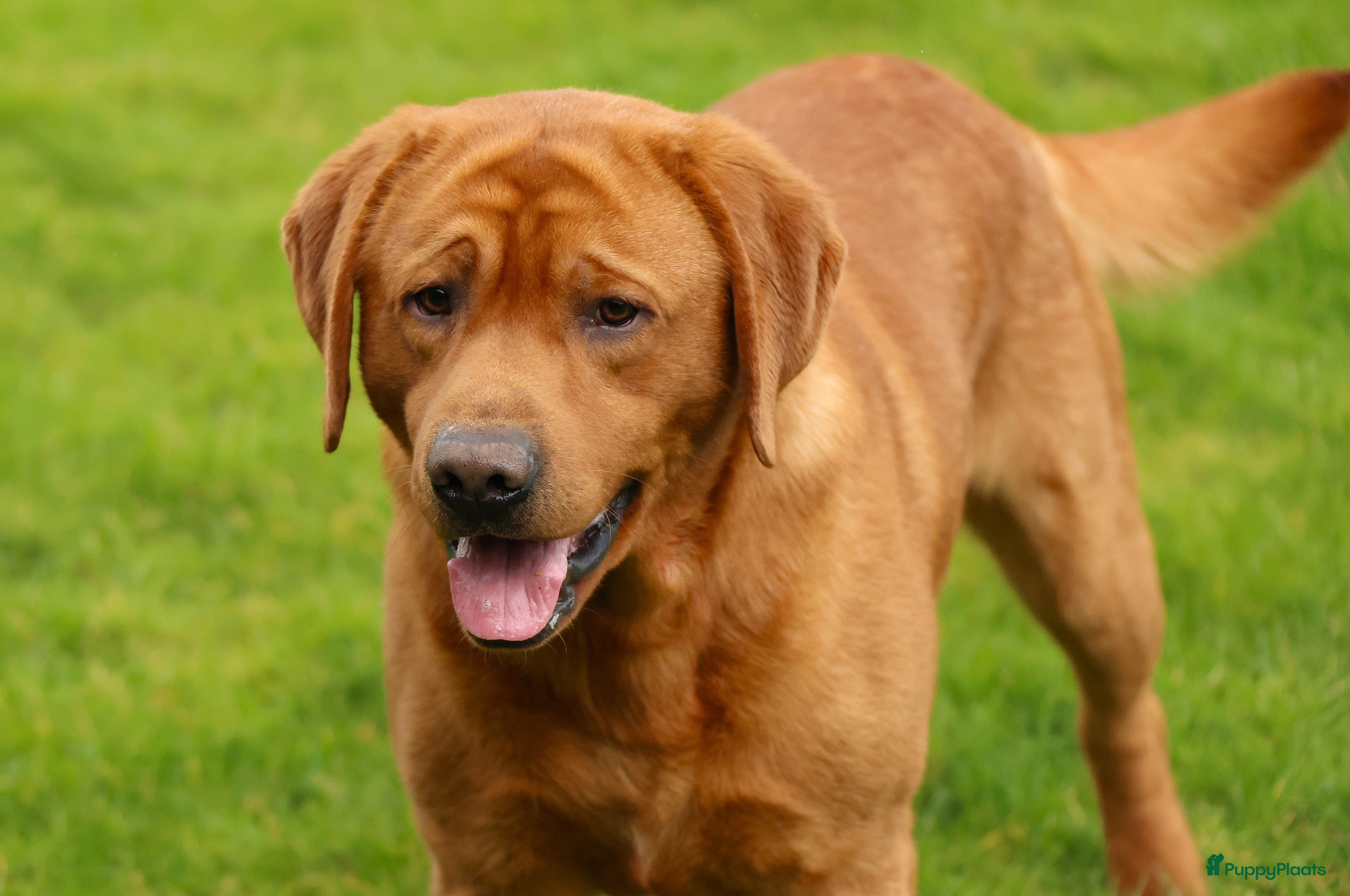 Labrador Retriever honden Prachtige Fox Red staat ter dekking - Advertentie 2