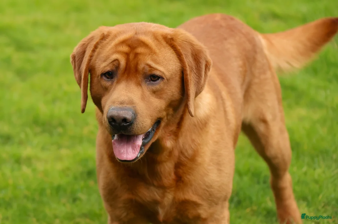 Labrador Retriever honden ter dekking: Prachtige Fox Red staat ter dekking - Advertentie 2