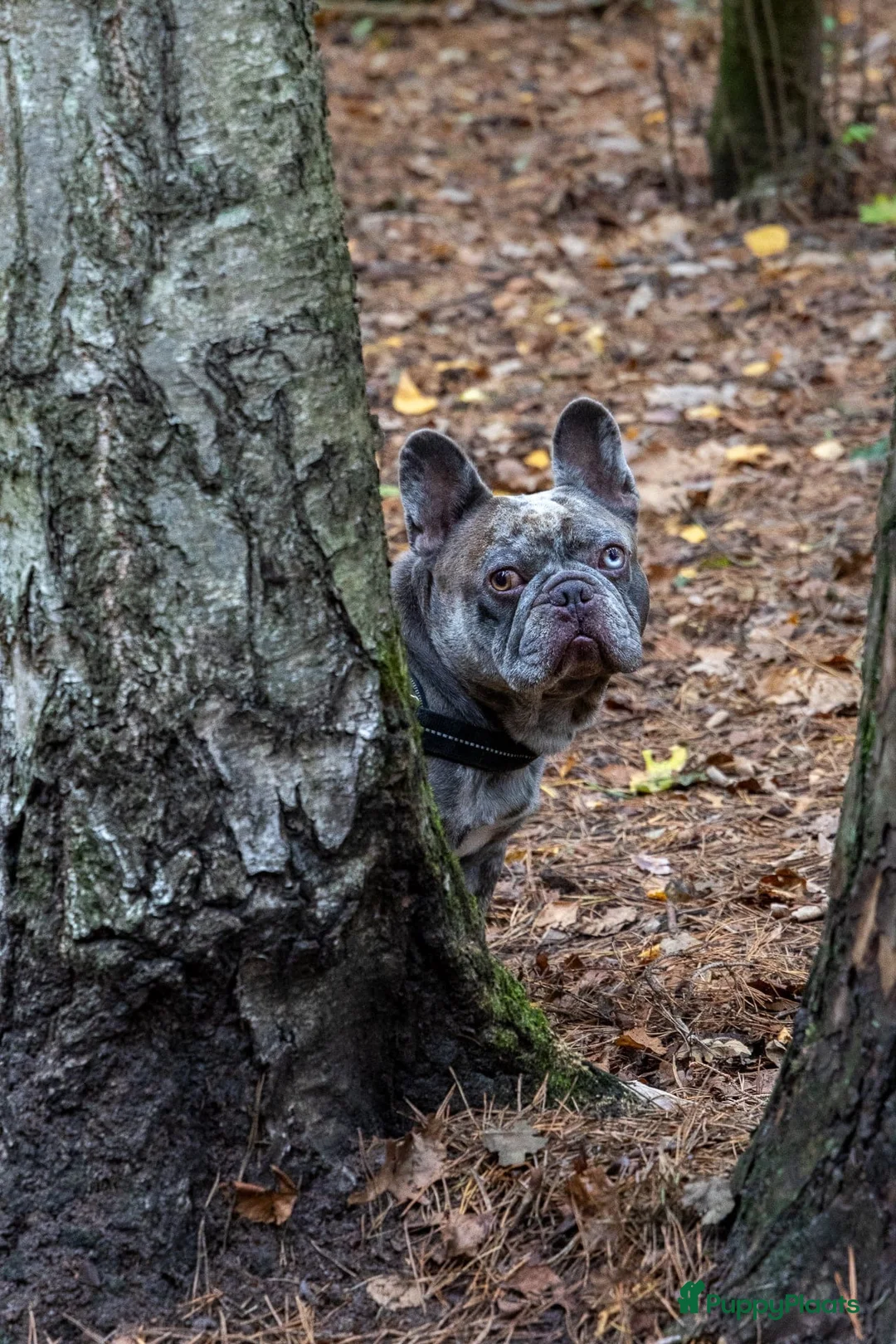 Franse Bulldog honden te koop: Nestaankondiging  - Advertentie 6