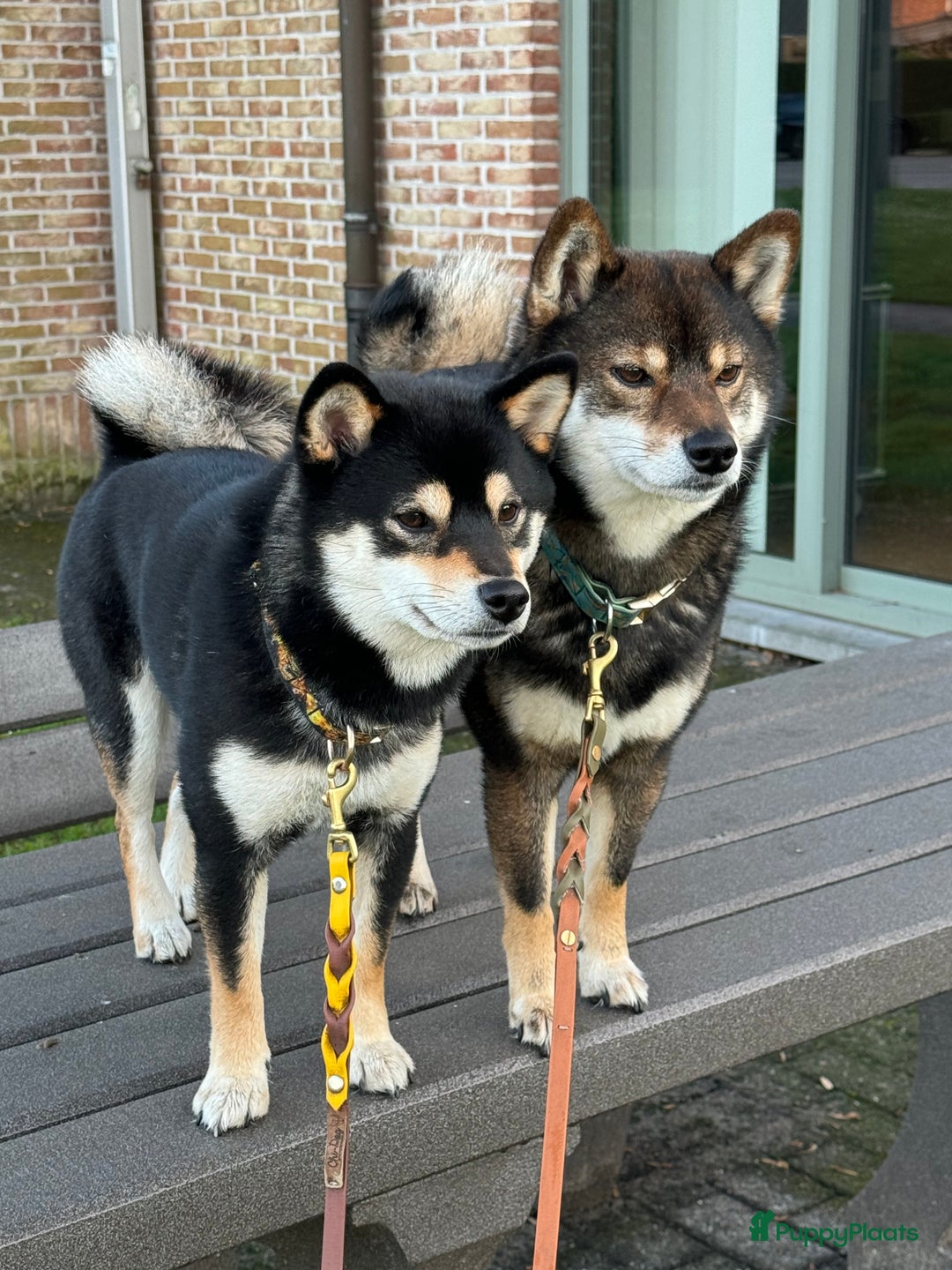 Shiba honden te koop: Shiba Inu pups met FCI stamboom - Afbeelding 6
