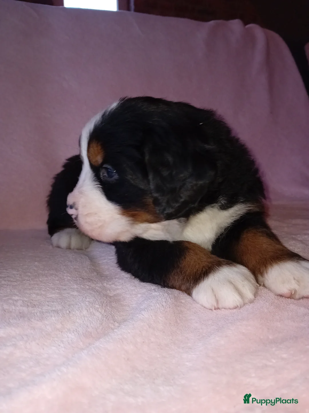 Berner Sennenhond honden te koop: Benner sennen pups - Advertentie 7