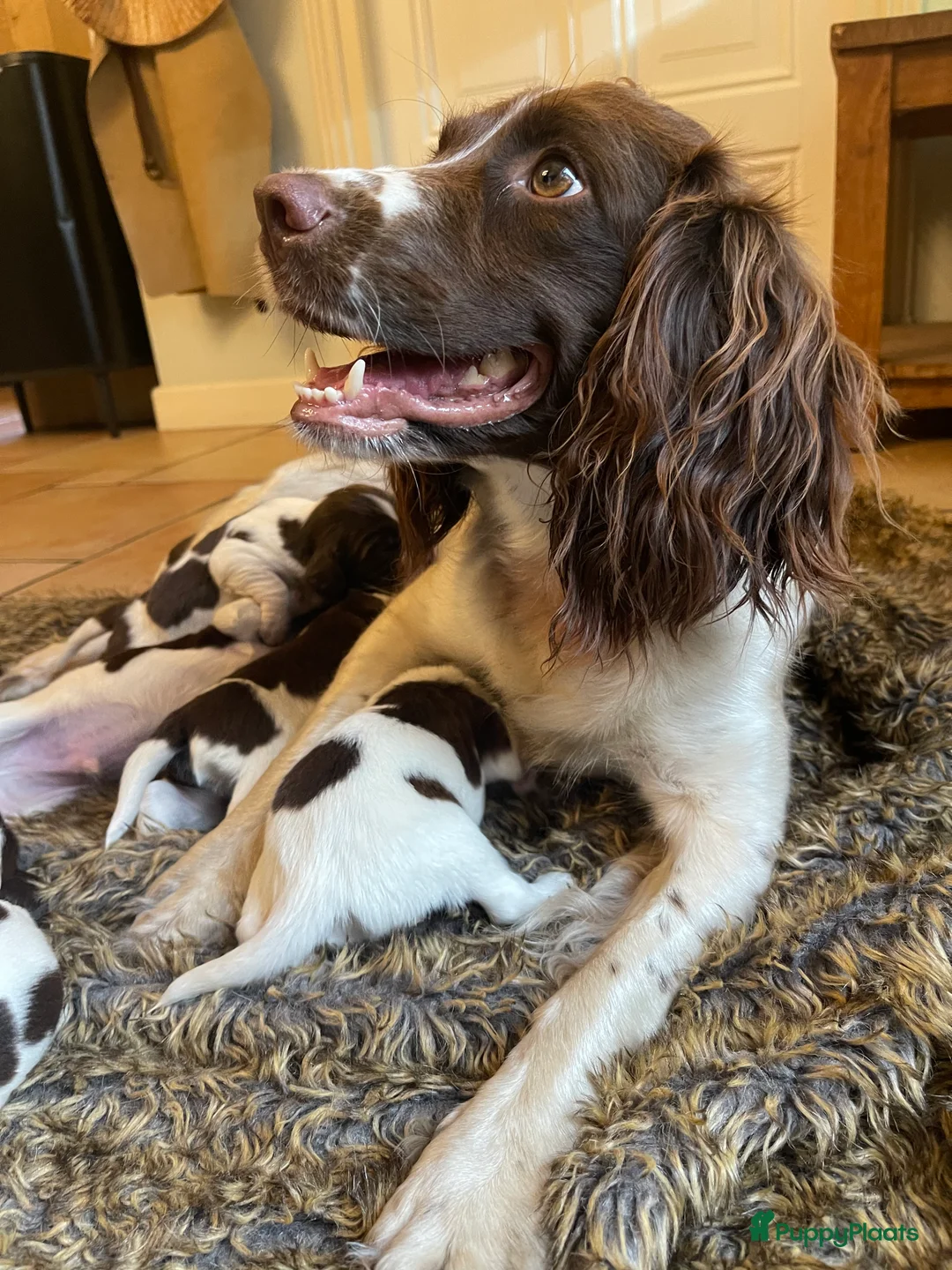 Engelse Springer Spaniel honden te koop: Engelse Springer Spaniël pups - Advertentie 8