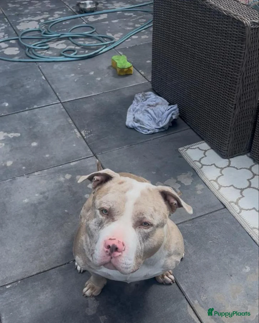 Amerikaanse Bully honden ter dekking: Amerikaanse bully standard dekreu - Advertentie 3