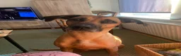 Rhodesian Ridgeback honden te koop: Rhodesian ridgeback pups - Advertentie 15