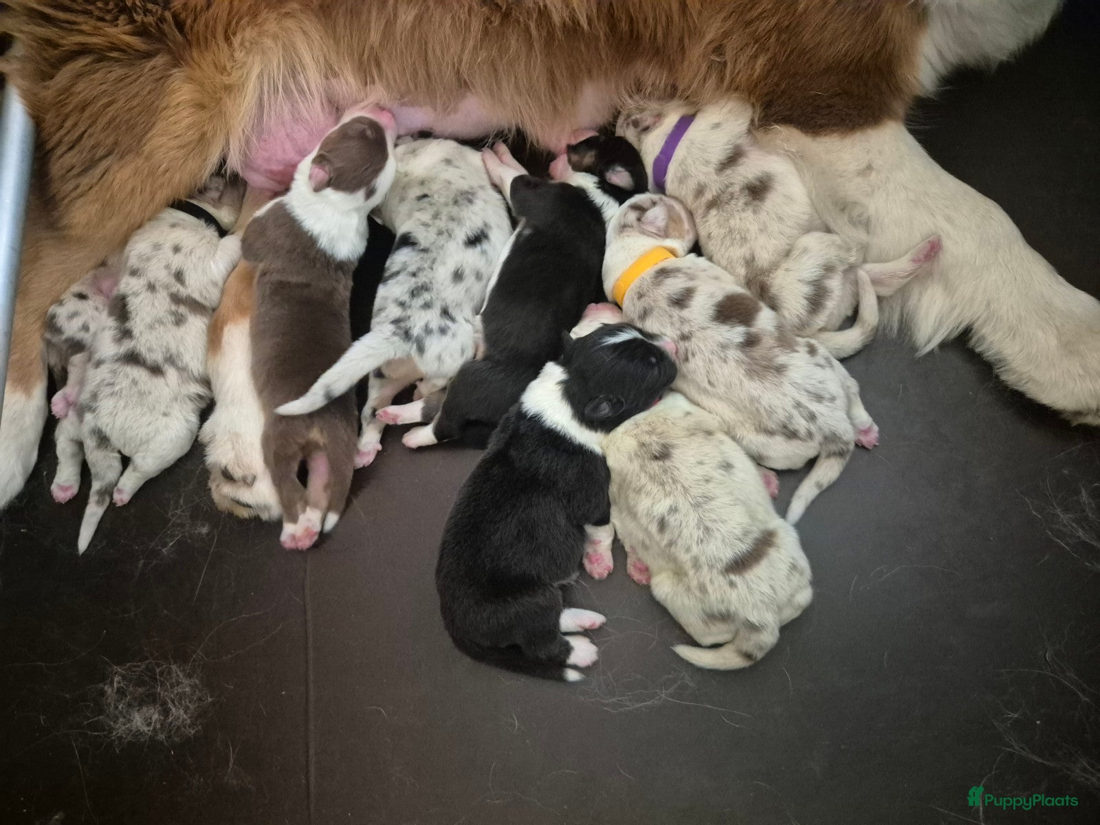 Australian Shepherd honden Australian Shepherds pups uit geteste ouders  - Advertentie 12