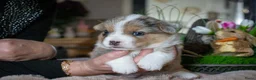 Kruising honden te koop: Prachtige welsh corgi’s - Advertentie 13