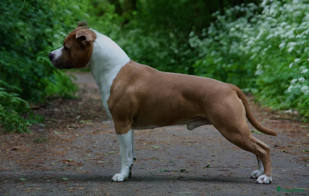 Galerij afbeelding {{count}}