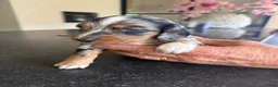 Kruising honden te koop: Teckels pups prachtige kleuren 🖤🤎🤍 - Advertentie 5