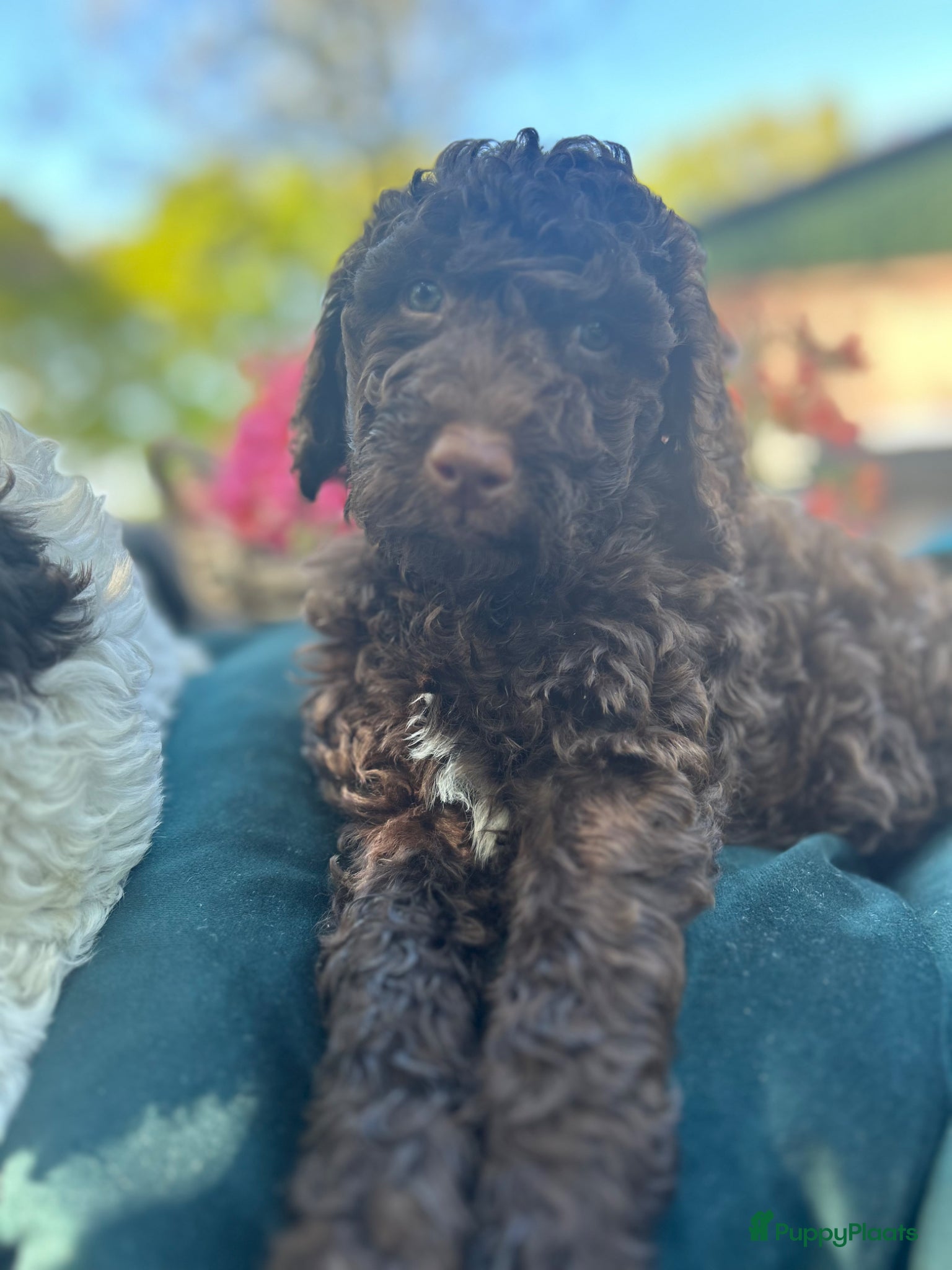 Australian Labradoodle honden Geweldig bruine medium Australian Labradoodle pups - Advertentie 1