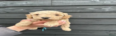 Cockapoo Puppy 5