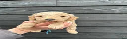 Cockapoo honden te koop: Cockapoo puppy’s  - Advertentie 12