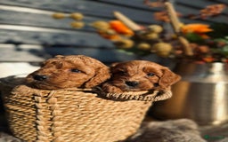 Labradoodle honden te koop: Labradoodle  - Afbeelding 10