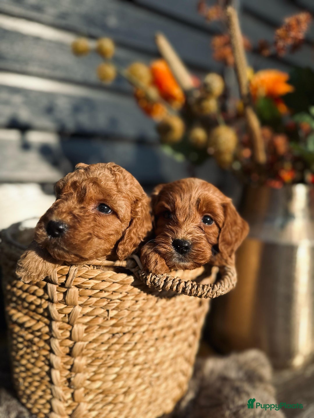Labradoodle honden te koop: Labradoodle  - Afbeelding 10