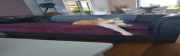 Kruising honden te koop: Een Onverwacht Sprookje 💝😊 - Advertentie 4